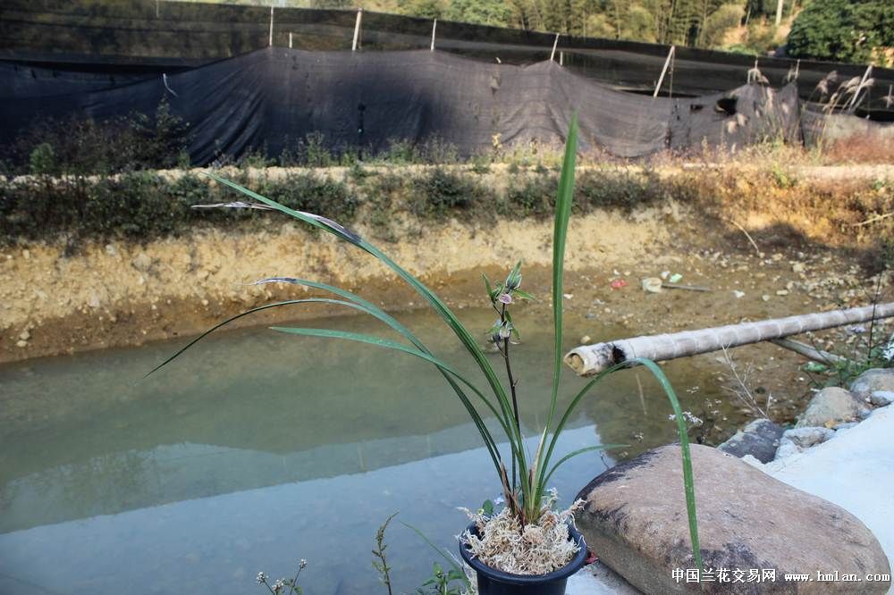 ----宽瓣老来红不卷舌-寒兰篇-中国兰花交易网社区