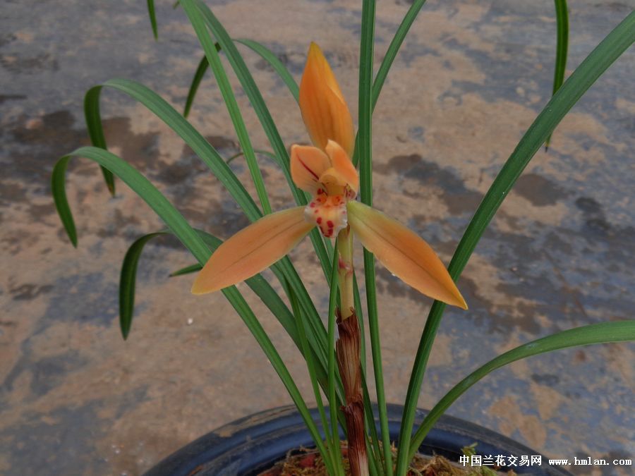 豆瓣朱金花