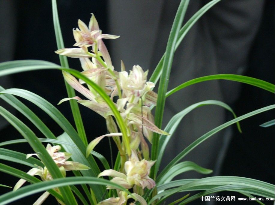 春兰世纪礼花-蕙兰篇-中国兰花交易网社区