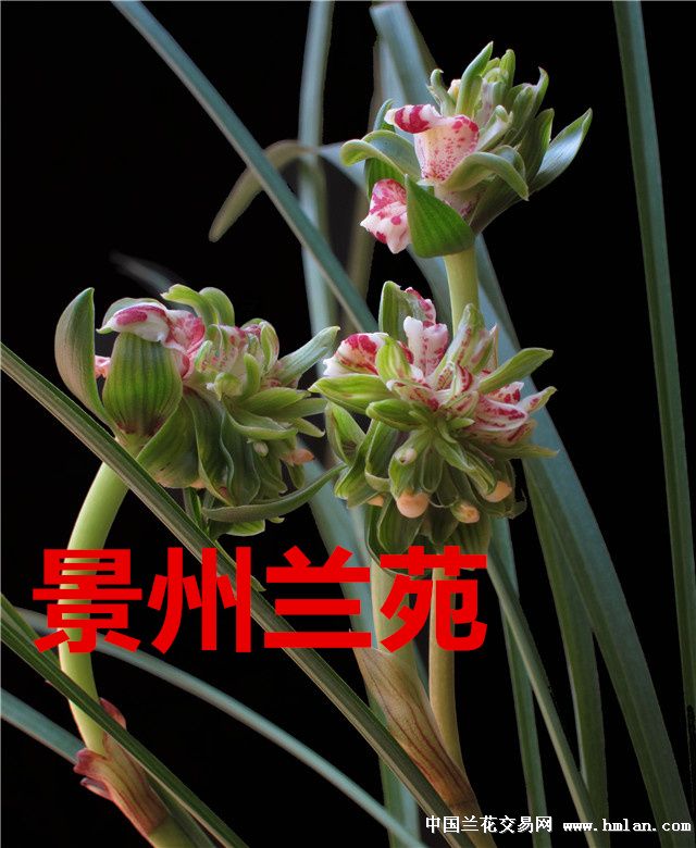 红河宝鼎 已开花 - 中国兰花交易网