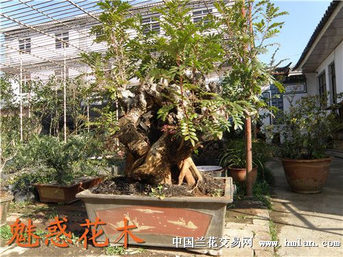 古树桩盆景(清香木)-盆景园艺-中国兰花交易网