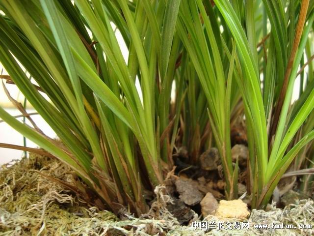 莲瓣兰南部地区养殖大赛--三江奇蝶-莲瓣篇-中