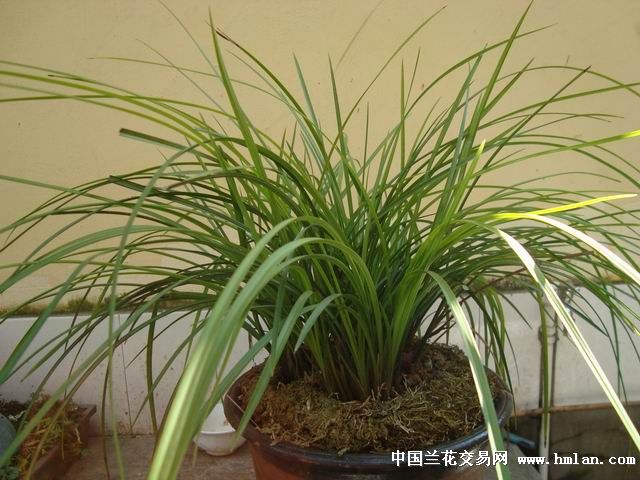 莲瓣兰南部地区养殖大赛--三江奇蝶-莲瓣篇-中