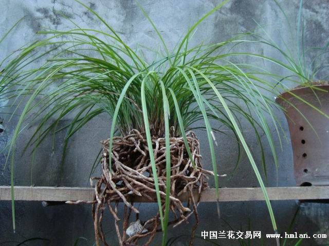 莲瓣兰南部地区养殖大赛--三江奇蝶-莲瓣篇-中