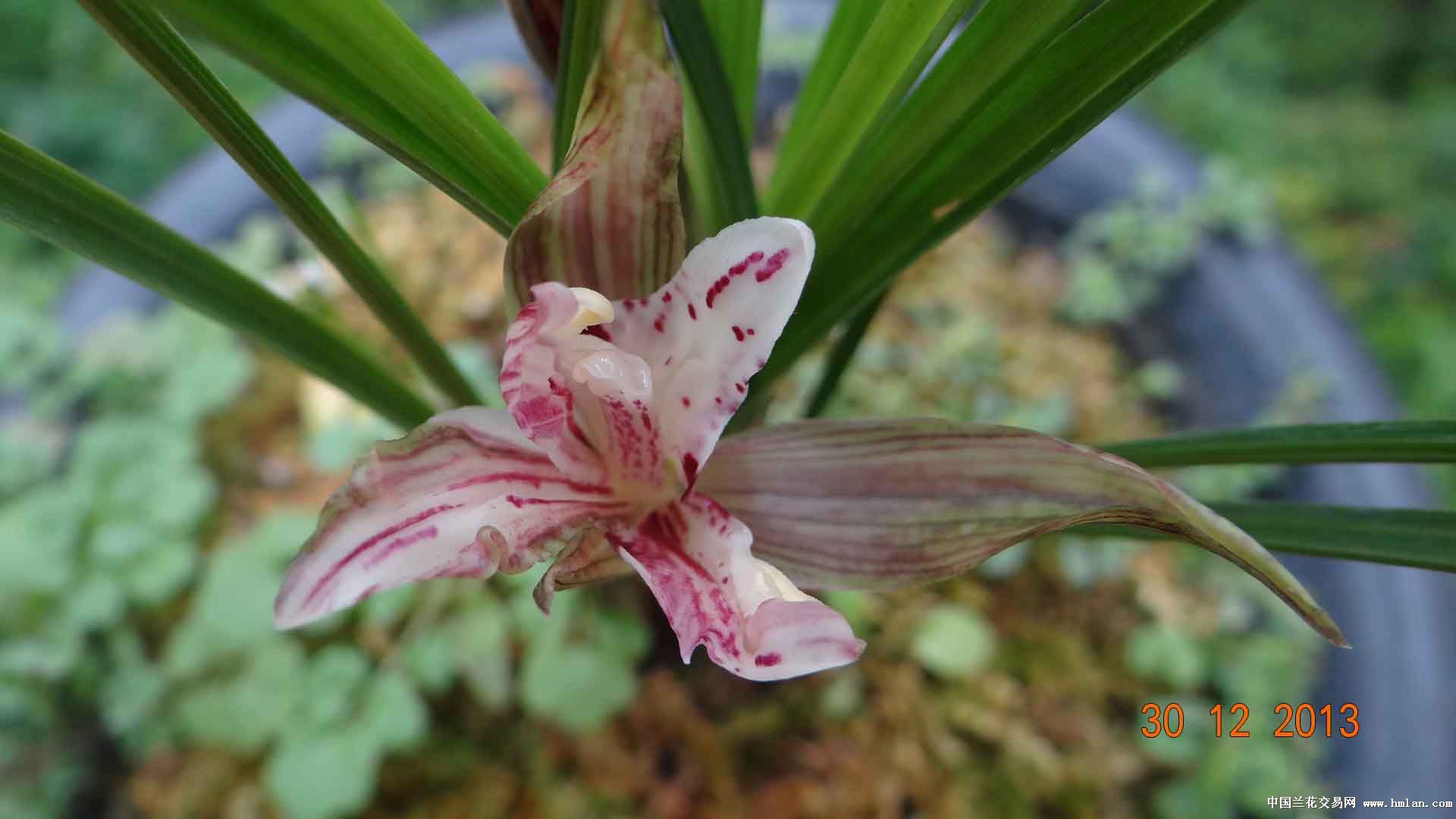 还算漂亮的奇花，当三星买的，大家看是石粽流韵吗?-春兰篇-中国兰花交易网社区