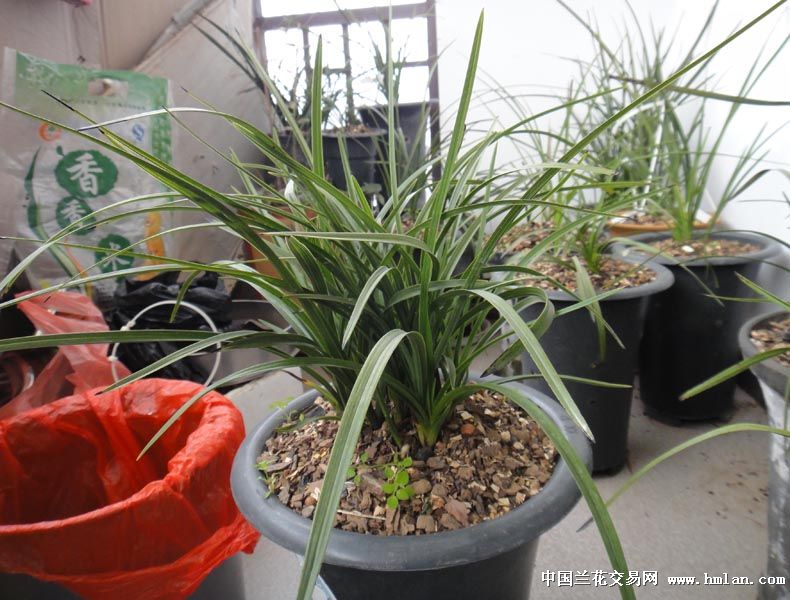 河南兰友请看素蕙结构图-蕙兰篇-中国兰花交易