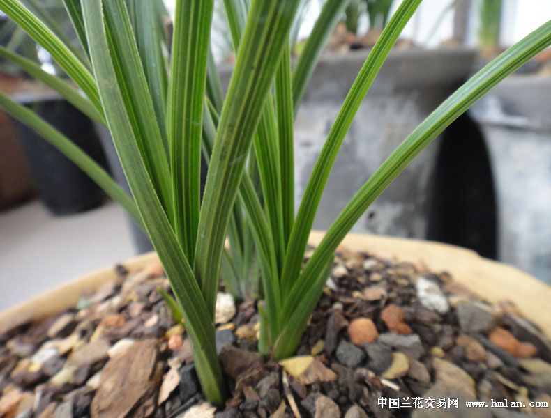河南兰友请看素蕙结构图-蕙兰篇-中国兰花交易