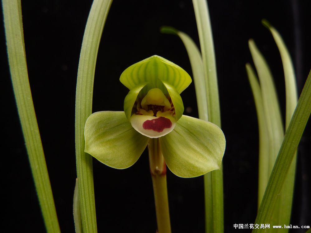 豆瓣精点品种大学士-豆瓣篇-中国兰花交易网社