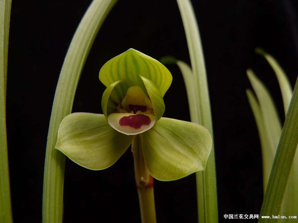 豆瓣精点品种大学士-豆瓣篇-中国兰花交易网社