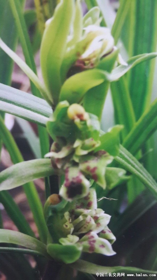 绿兰开花了(2)-以兰会友-中国兰花交易网社区
