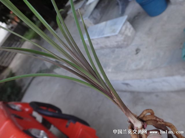 莲瓣下山极品【红草】赌极品红素,2苗2芽 - 中国兰花