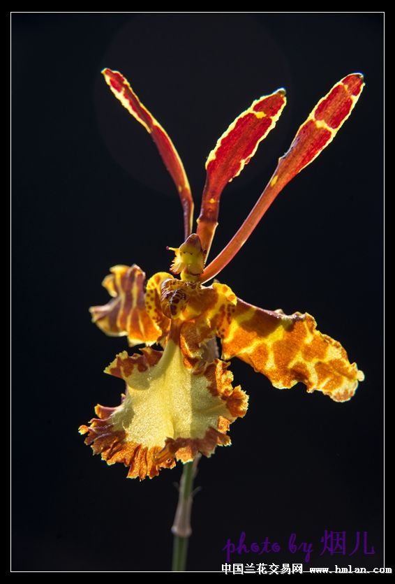 魔鬼文心兰