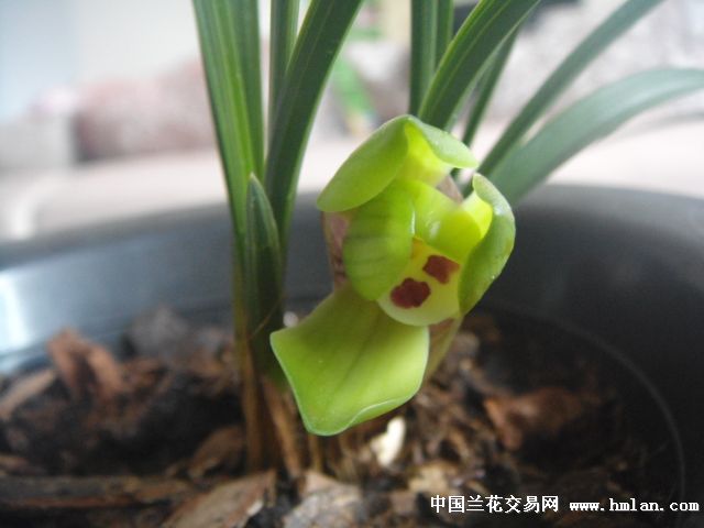 雪花银多少钱一克_十万雪花银值多少钱_十万