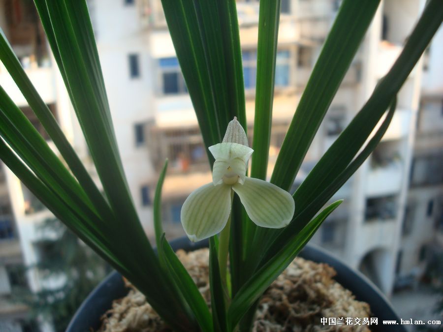 莲瓣兰永昌梅独一朵花