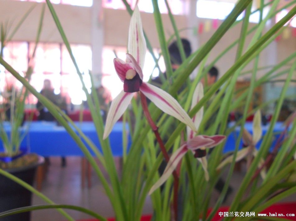 大唐凤羽