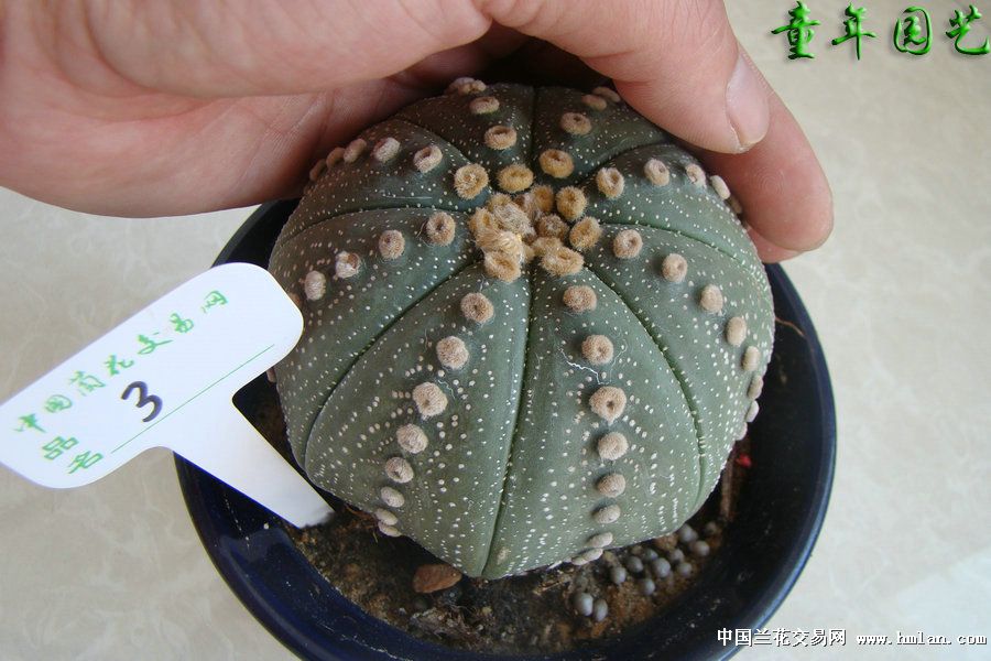 多肉植物◆嫁接兜◆