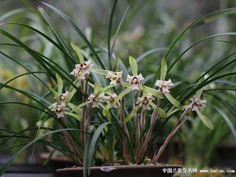 2013-桂圆梅花开-春兰篇-中国兰花交易网社区