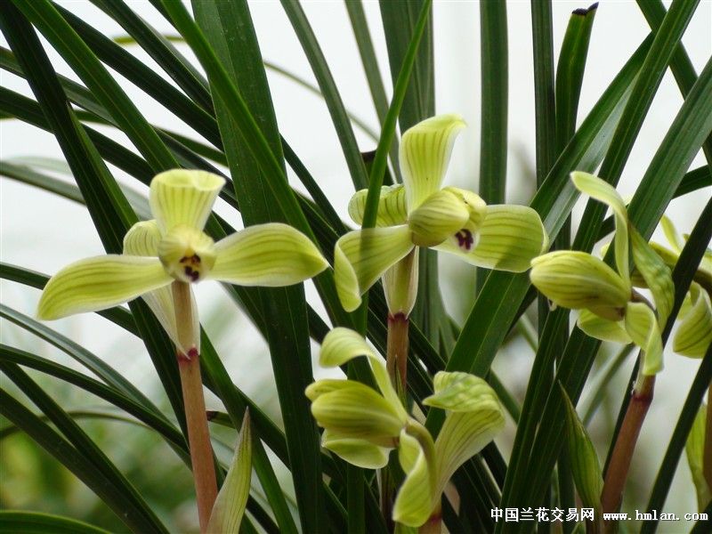 大盆老种逸品-春兰篇-中国兰花交易网社区