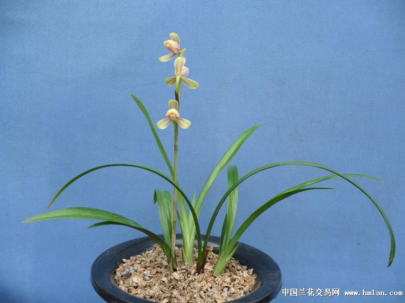 漂亮红一品 3苗3芽 - 中国兰花交易网