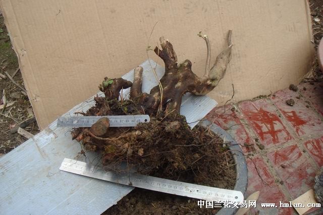 老桩杜鹃4说明下补有根图