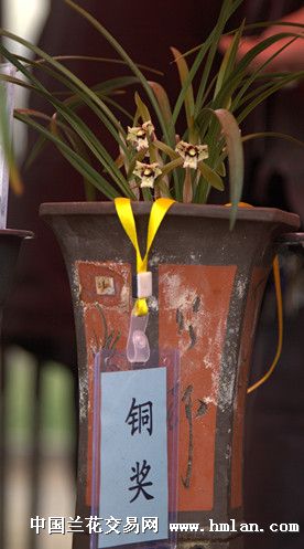 贵州开阳露天兰花展乱拍-春兰篇-中国兰花交易