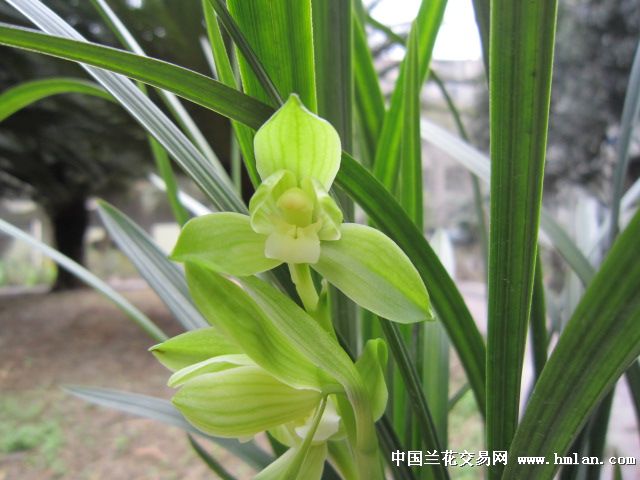 春剑极品素荷雨露第5天开品和草特征