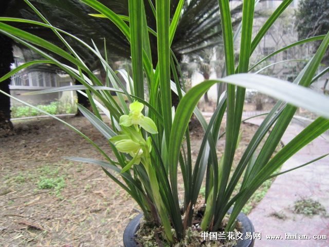 春剑极品素荷雨露第5天开品和草特征