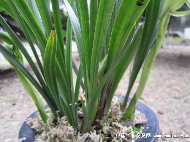 春剑极品素荷雨露第5天开品和草特征-墨兰篇-中国兰花交易网社区