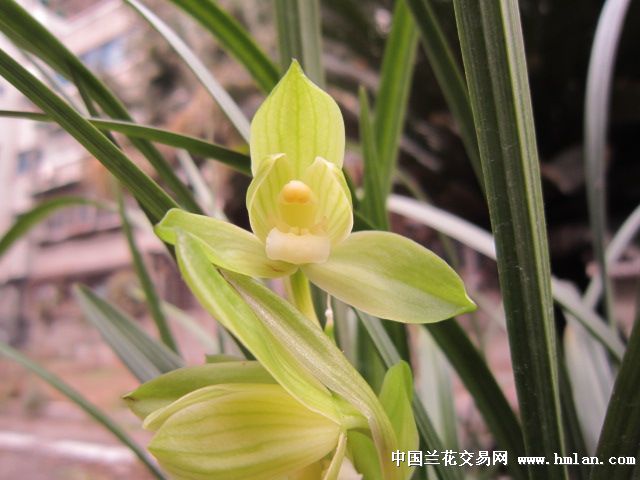 春剑极品素荷雨露第5天开品和草特征-墨兰篇-中国兰花交易网社区