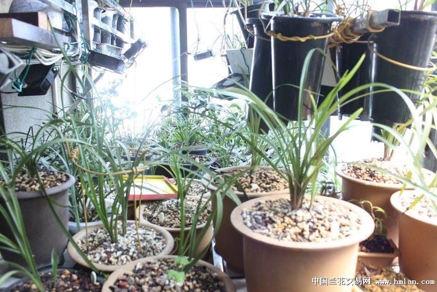 疯狂养兰之阳台乱乱片-以兰会友-中国兰花交易网社区