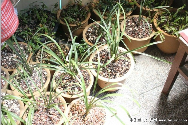 疯狂养兰之阳台乱乱片-以兰会友-中国兰花交易网社区