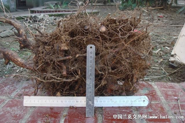 老桩杜鹃7说明下补有根图