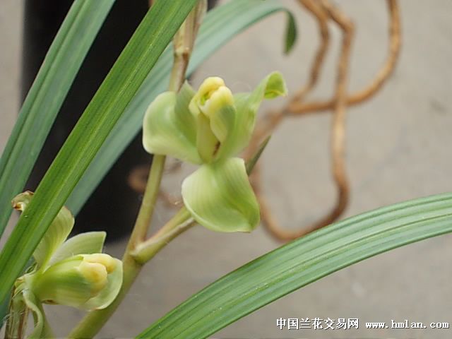 春铭品:玉海棠前垄2苗带花