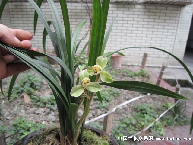 花色翠绿,外瓣极圆,中宫为软捧,整体感相当好,可与春名品玉海棠一比