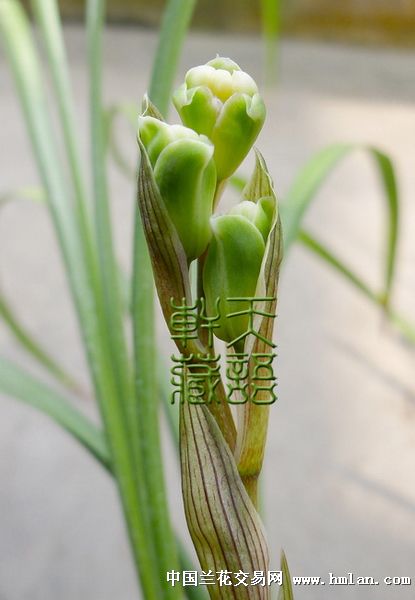 玉海棠花苞欣赏