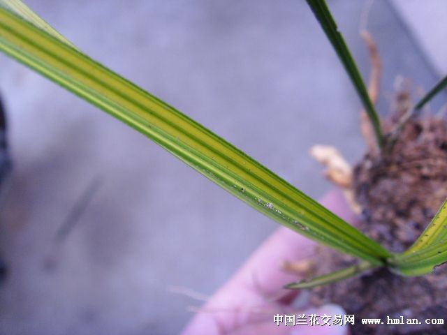 下山蕙兰中透丝