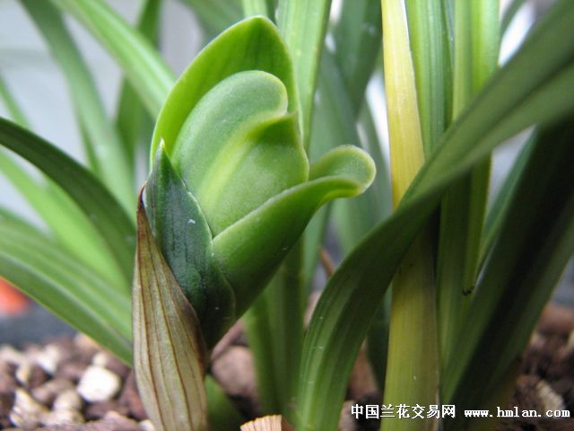 安公子赏兰之: 翠桃 来自院堂兰园-春兰篇-中国