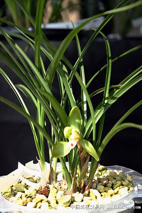 安公子赏兰之: 翠桃 来自院堂兰园-春兰篇-中国