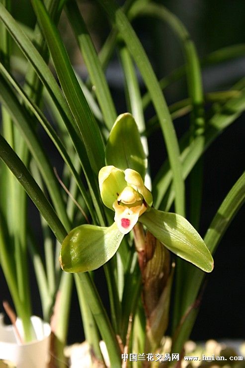 安公子赏兰之: 翠桃 来自院堂兰园-春兰篇-中国