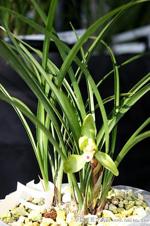 安公子赏兰之: 翠桃 来自院堂兰园-春兰篇-中国