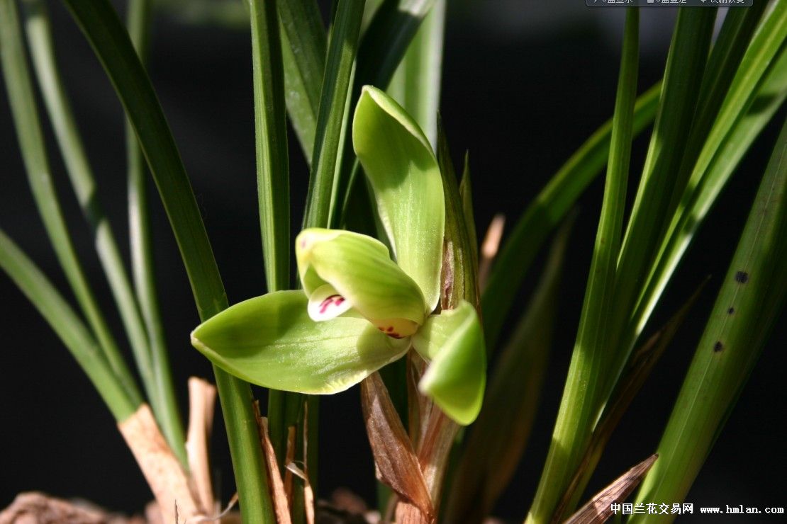 安公子赏兰之:集园 来自同心-春兰篇-中国兰花