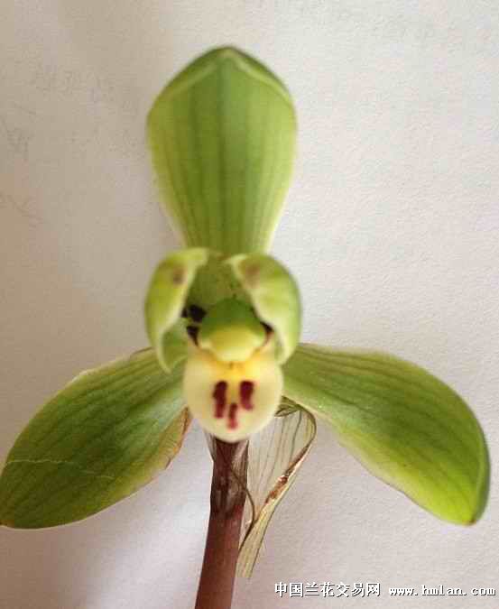 安公子赏兰之:集园 来自同心-春兰篇-中国兰花