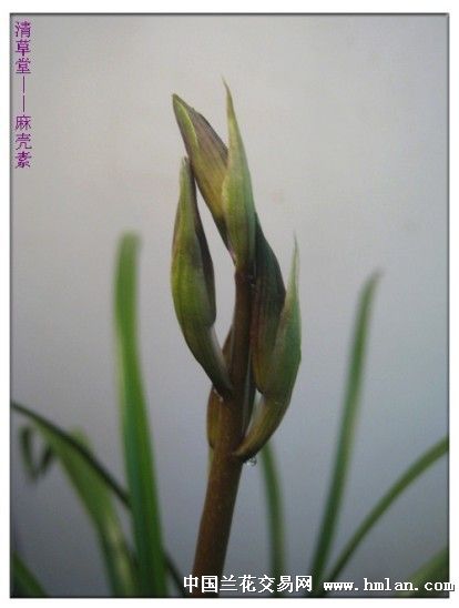 蕙兰小排铃清草堂