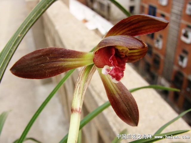 下山春兰漂亮黑花红舌 - 中国兰花交易网