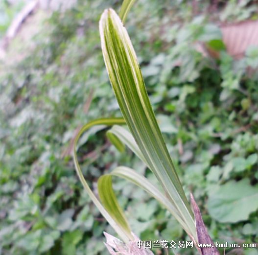 漂亮春兰艺草