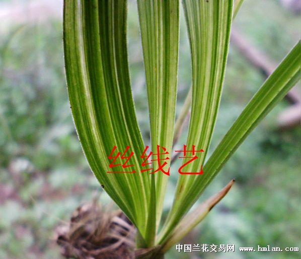 漂亮春兰艺草