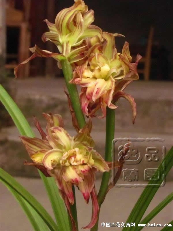 春剑铭品:玉玺天骄(带花) - 中国兰花交易网