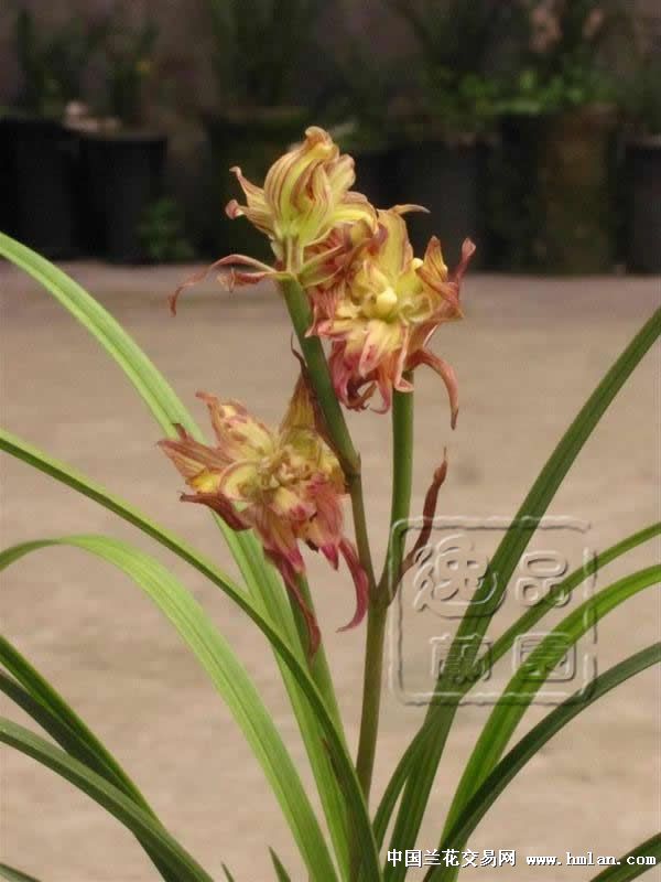 春剑铭品:玉玺天骄(带花) - 中国兰花交易网