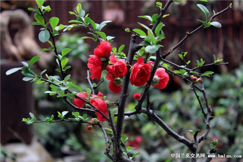 玫瑰海棠微型盆景素材(已开花)