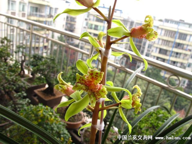 蕙兰赤转绿三星蝶开了,请兰友们欣赏!-蕙兰篇-